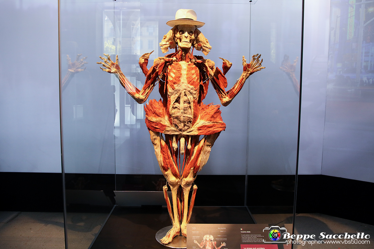 VBS_2901 - Mostra Body Worlds.jpg